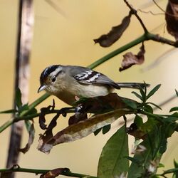 Herpsilochmus atricapillus-Black-capped Antwren (Female).JPG