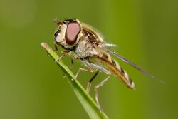 Hoverfly perched on grass.jpg