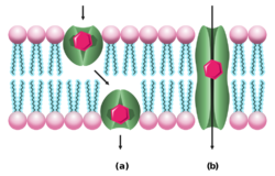 Ionophores.svg