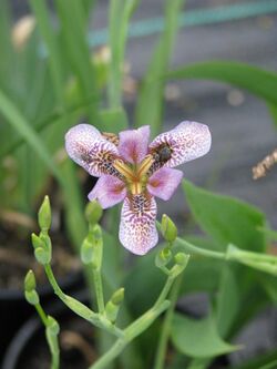 Iris dichotoma.jpg