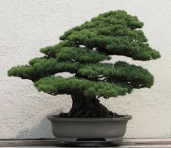 Japanese White Pine, unknown-2007.jpg