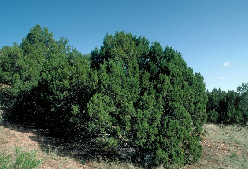 File:Juniperus monosperma UGA.jpg
