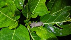 Lanyu Scaly-toed Gecko imported from iNaturalist photo 92203255 on 21 April 2022.jpg