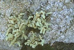 Lecanora phryganitis 27508.jpg