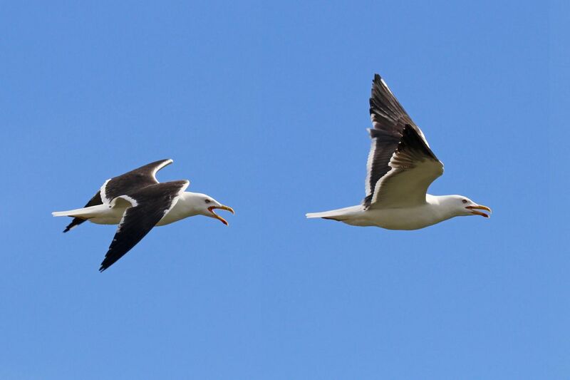 File:Lesser black-backed gull (Larus fuscus intermedius) in flight composite.jpg