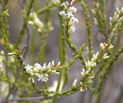 Leucopogon corynocarpus.jpg