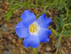 Linaceae - Linum alpinum subsp. julicum.JPG