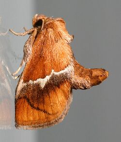 Lithacodes fasciola.jpg