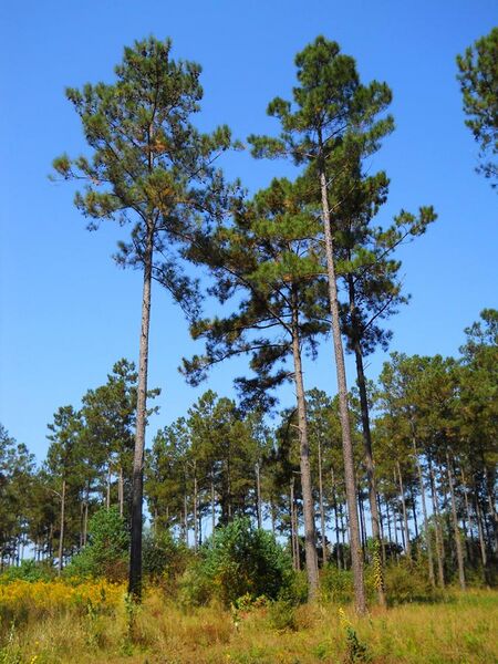 File:Loblolly Pines South Mississippi.JPG