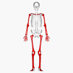 Long bones - animation.gif