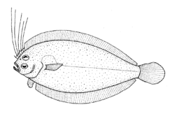 Lophonectes gallus (Crested flounder).gif