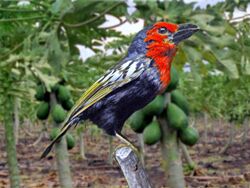 Lybiidae - Lybius guifsobalito (Black-billed barbet).JPG