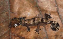 Malaysia Bow-fingered Gecko (Cyrtodactylus elok) (8753375207).jpg