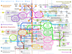 Metabolic Metro Map.svg