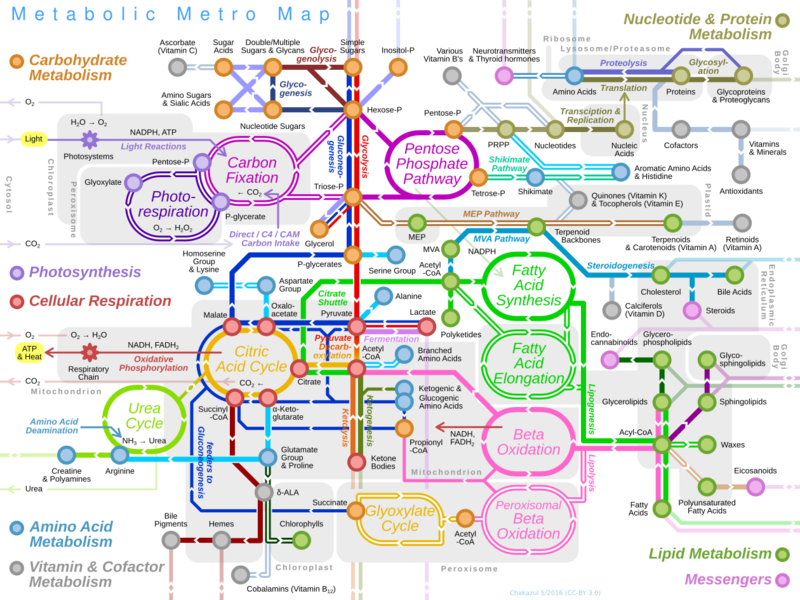 File:Metabolic Metro Map.svg