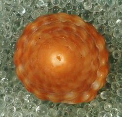 Mitra nodulosa (beaded miter snail) (San Salvador Island, Bahamas) 3 (16003531658).jpg