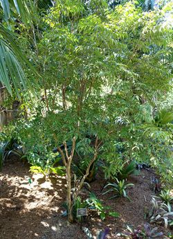 Myrciaria floribunda - Naples Botanical Garden - Naples, Florida - DSC09679.jpg