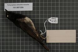Naturalis Biodiversity Center - RMNH.AVES.130389 1 - Pachycephala rufiventris monacha Gray, 1858 - Pachycephalidae - bird skin specimen.jpeg