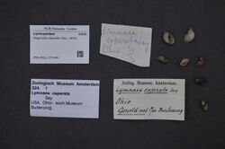 Naturalis Biodiversity Center - ZMA.MOLL.371444 - Stagnicola caperata (Say, 1829) - Lymnaeidae - Mollusc shell.jpeg
