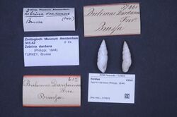 Naturalis Biodiversity Center - ZMA.MOLL.378983 - Zebrina dardana (Philippi, 1844) - Enidae - Mollusc shell.jpeg