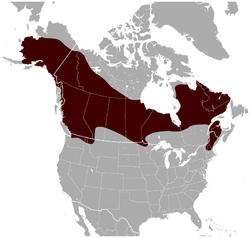 Northern Bog Lemming Synaptomys borealis distribution map.png