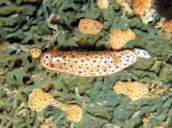 Nudibranch - Chromodoris aspersa 6.jpg