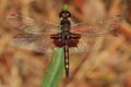 Ornate Pennant - Celithemis ornata, Watson Preserve, Kountze, Texas - 17233522315.jpg