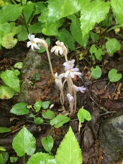 Orobanche uniflora, Vermont.jpg