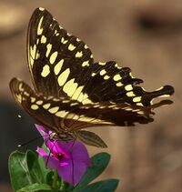 Papilio constantinus on flower.jpg