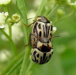 Parthenium beetle.JPG