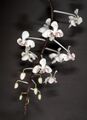 Phalaenopsis celebensis Orchi 208.jpg