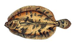Phrynorhombus norvegicus.jpg
