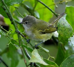 Phyllomyias griseocapilla - Grey-capped Tyrannulet.JPG