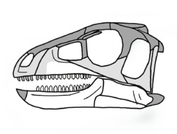 Pisanosaurus skull.png