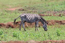 Plains zebra in Mlilwane Wildlife Sanctuary 02.jpg