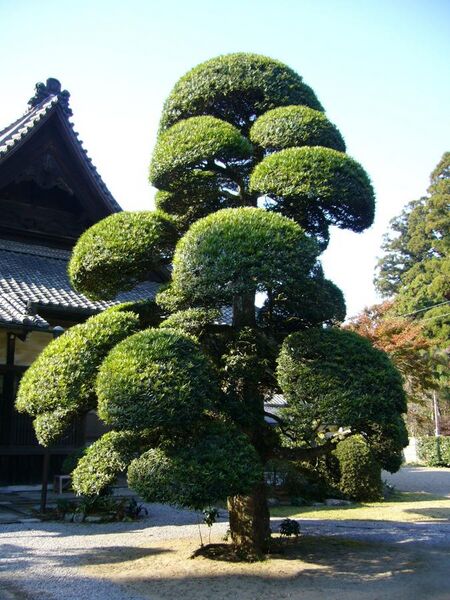 File:Podocarpus macrophyllus,katori-city,japan.JPG