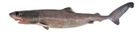 Pseudocarcharias kamoharai Fishes of Australia.jpg