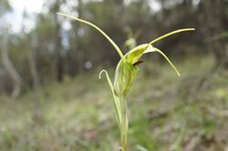 Pterostylis laxa.jpg