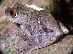 Raorchestes ponmudi side.jpg