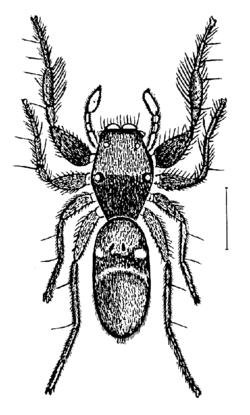 Rhombonotus.gracilis.png