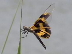 Rhyothemis variegata arria.jpg