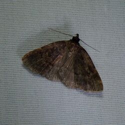 Rotund Idia Moth.jpg
