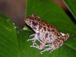 Rough-sided Frog (Hylarana glandulosa) (15326654290).jpg