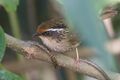 Rusty-capped Fulvetta Khonoma Nagaland India 03.11.2016.jpg