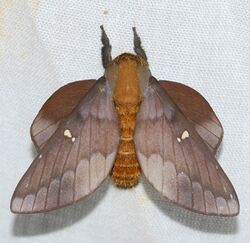 Saturniid Moth (Ptiloscola photophila) (39546553055).jpg