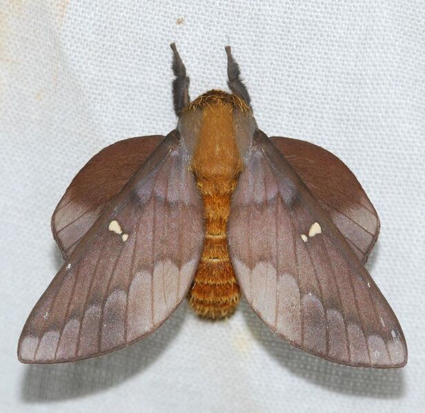 File:Saturniid Moth (Ptiloscola photophila) (39546553055).jpg