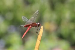 Scarlet Dragonfly.jpg