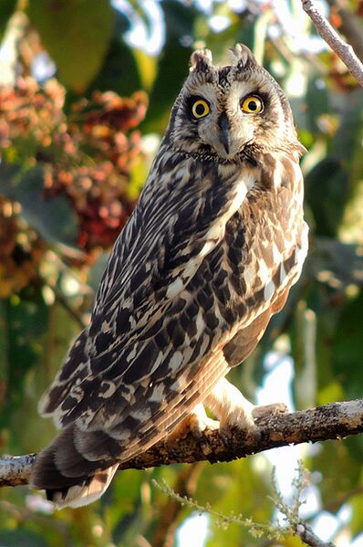 File:Short-eared owl (Asio flammeus) Photograph By Shantanu Kuveskar.jpg