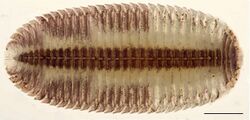 Siphonocryptus zigzag holotype.jpg