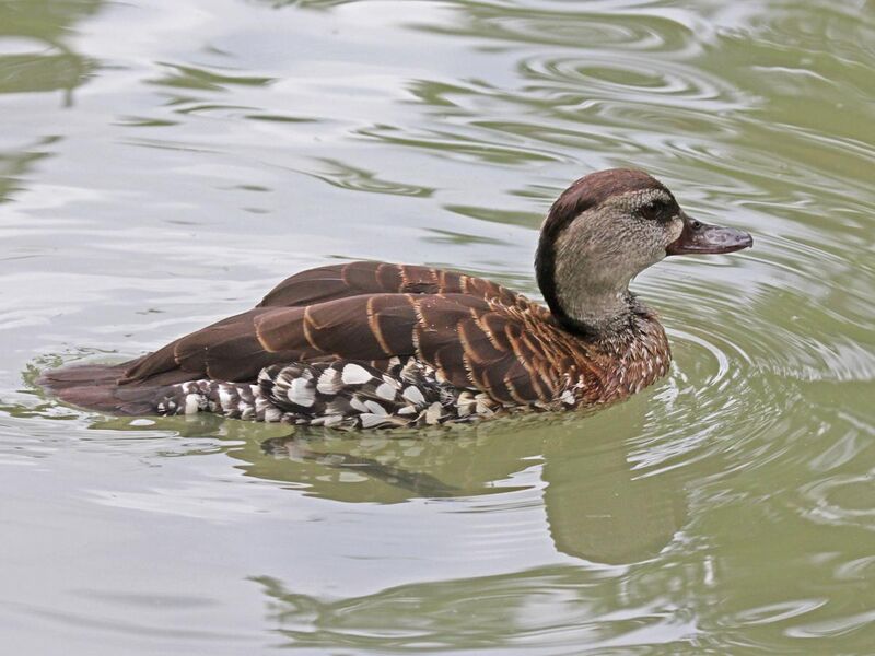 File:Spotted Whistling Duck RWD3.jpg